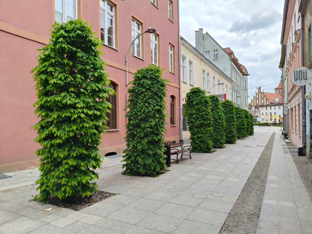 zakładanie i pielęgnacja...